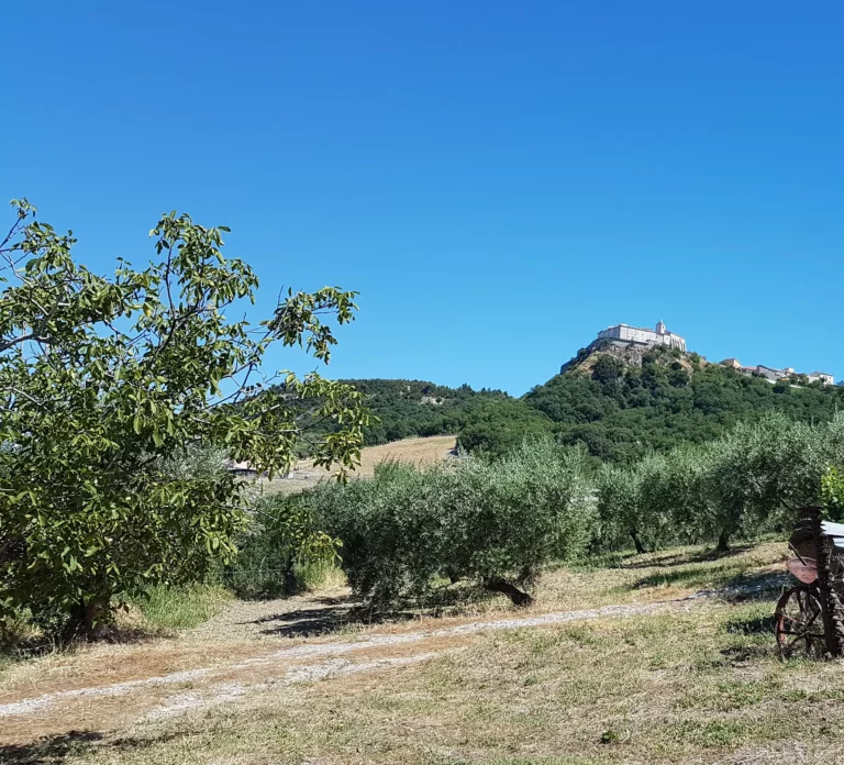 Piante di Ulivo