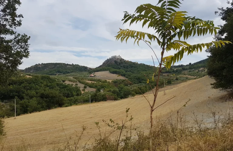 Piante di Ulivo
