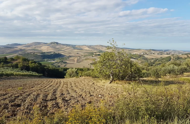 Piante di Ulivo