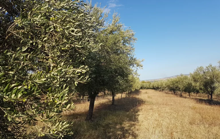 Piante di Ulivo