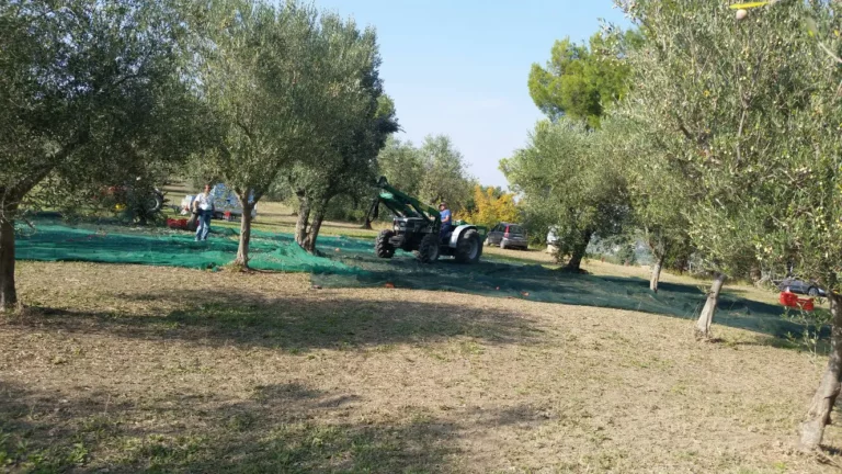 Piante di Ulivo - raccolta