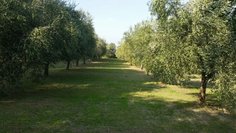 Piante di Ulivo